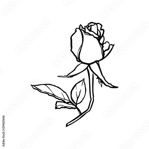 Rosebud line drawing. Vector outline Flower in a Trendy Minimalist Style. For the design of Logos, Invitations, posters, Postcards, prints on t-Shirts.