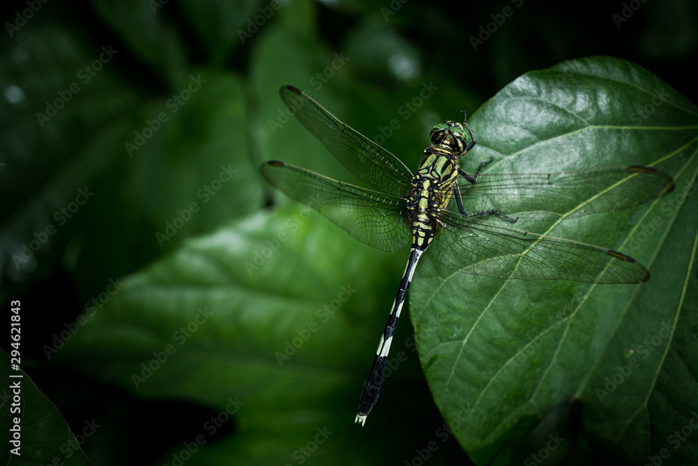 Dragonfly on green leaves background 