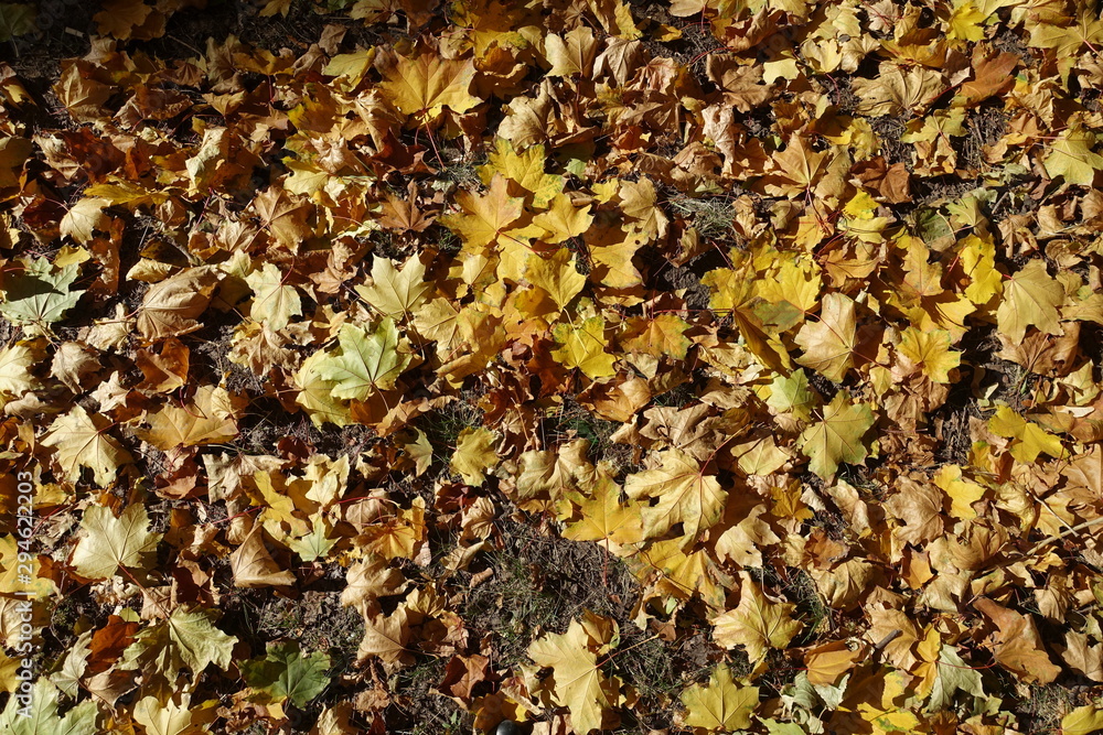 Multicolored fallen leaves of maple from above Multicolored fallen leaves of maple from above