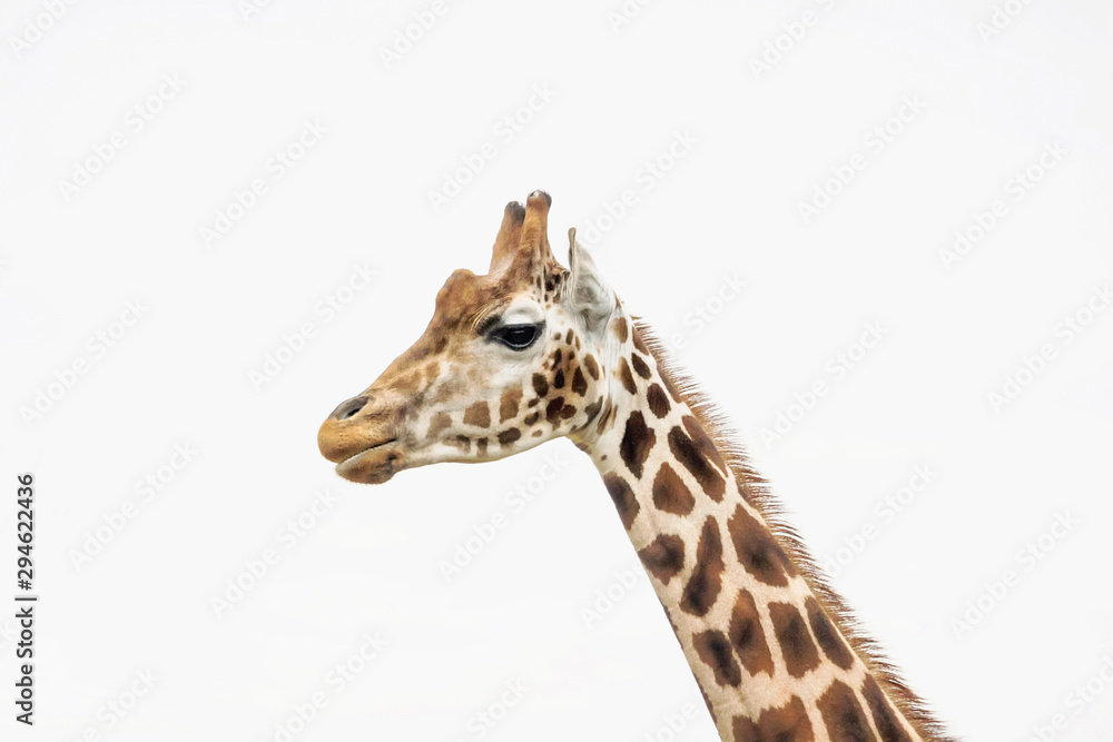 close up of giraffe with white background close up of giraffe with white background