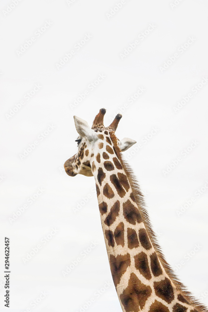 close up of giraffe with white background 