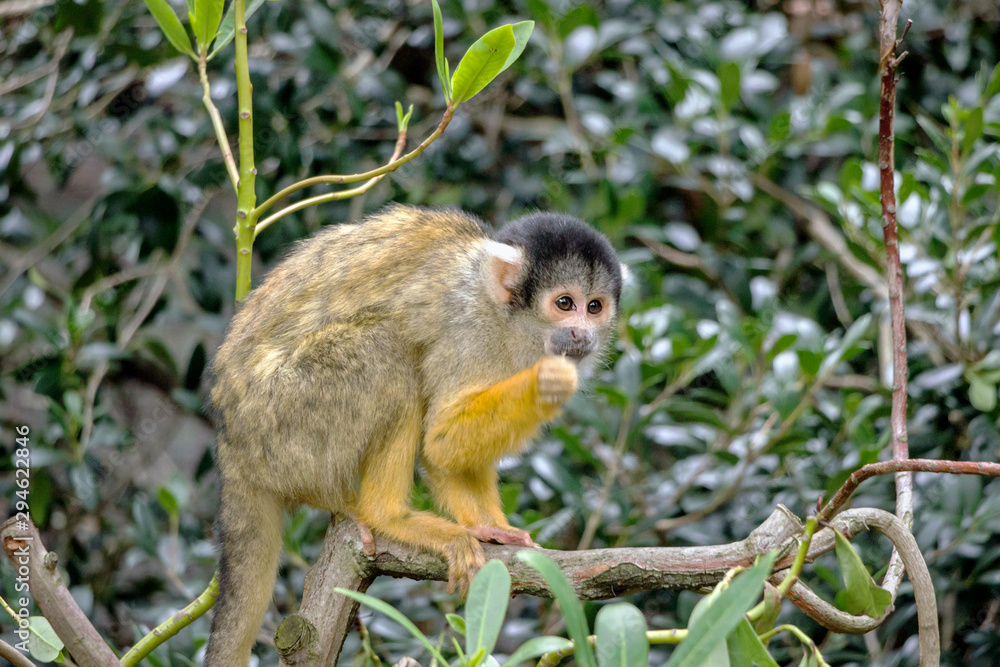 Obraz premium closeup of a common squirrel monkey in green bushes