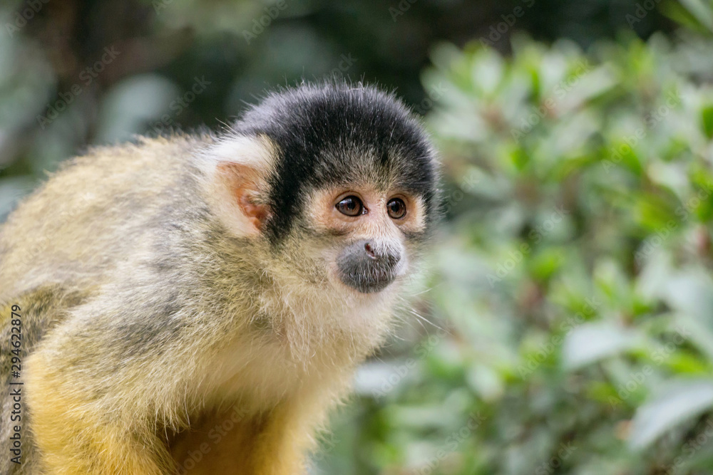 closeup of a common squirrel monkey in green nature closeup of a common squirrel monkey in green nature