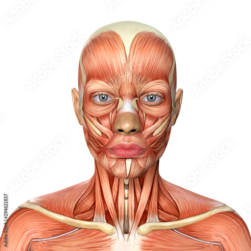3d illustration of female head muscles anatomy