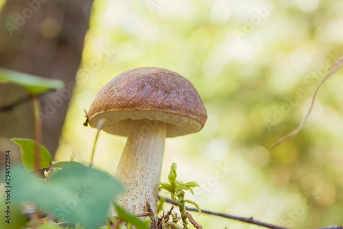Small leccinum scabrum or birch bolete mushroom growing wild in the forest