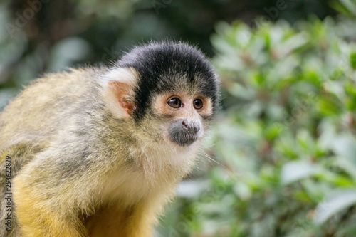 closeup of a common squirrel monkey in green nature © cceliaphoto
