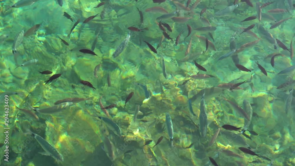 Fishes in the clear water, sun reflection, Aegean sea, Bodrum, Turkey. Fish in crystal clear sea water Fishes in the clear water, sun reflection, Aegean sea, Bodrum, Turkey. Fish in crystal clear sea water
