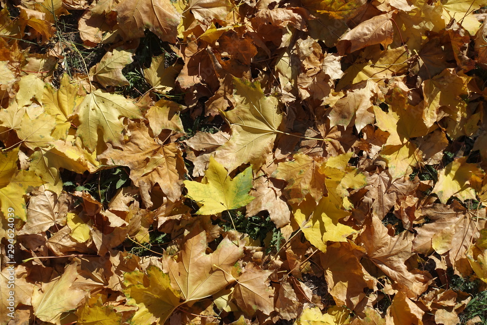 Lots of fallen leaves of maple from above Lots of fallen leaves of maple from above