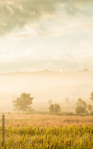 Landscape of grassland in the morning mist.
