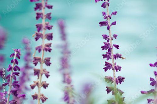 Fototapeta Naklejka Na Ścianę i Meble -  Close-up of lavender flowers in blossom against turquoise background. Soft focus