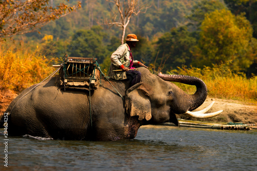 Photos Elephant mahout ride an elephent In the river, For welcoming tourists in Thailand