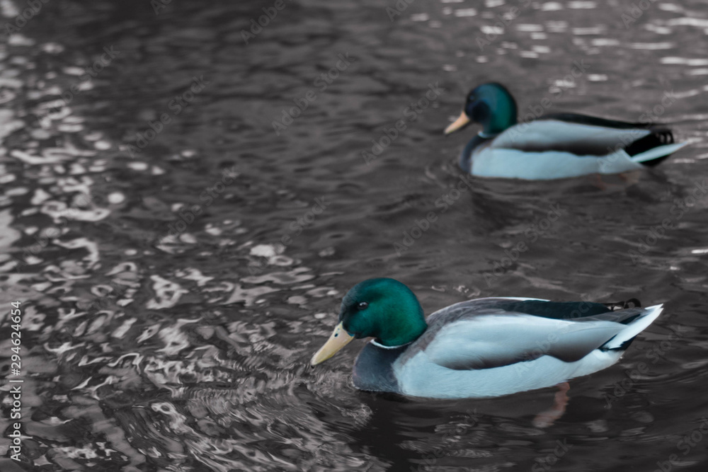 Patos en el lago Patos en el lago