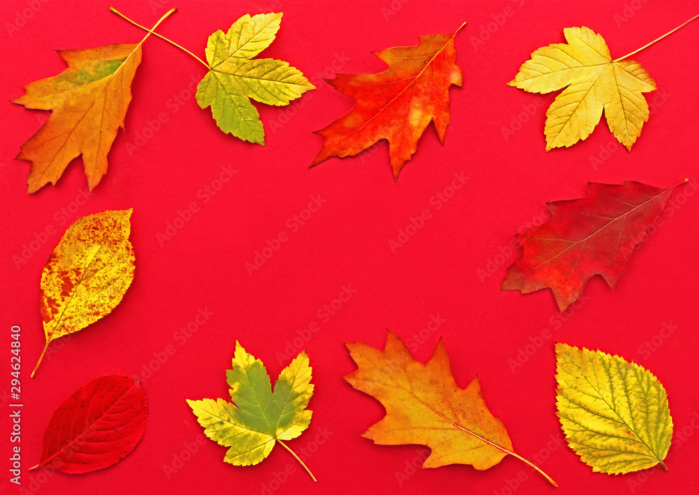 multi colored autumn leaves on red background multi colored autumn leaves on red background