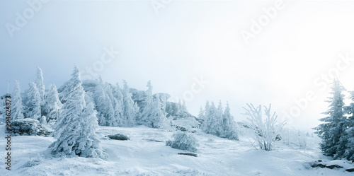 Zauberhafte Winterlandschaft mit verschneiten Tannenbäumen