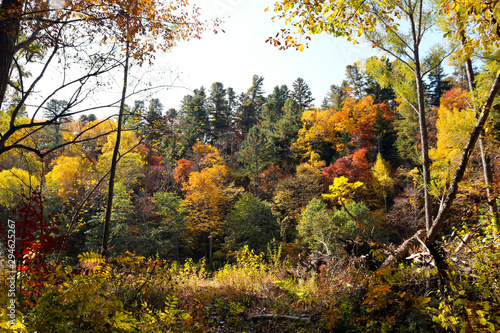 Autumn wild forest landscape. Vivid scene, colorful trees