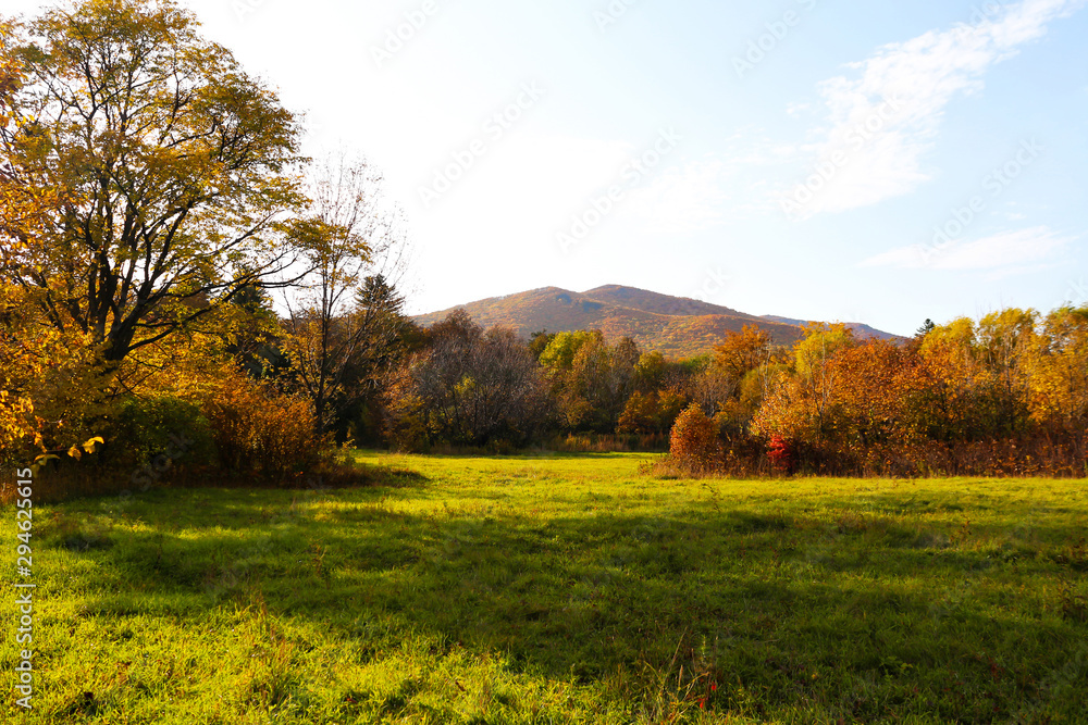 Autumn forest  and meadow nature. Vivid morning in colorful forest with field. Scenery of nature with sunlight