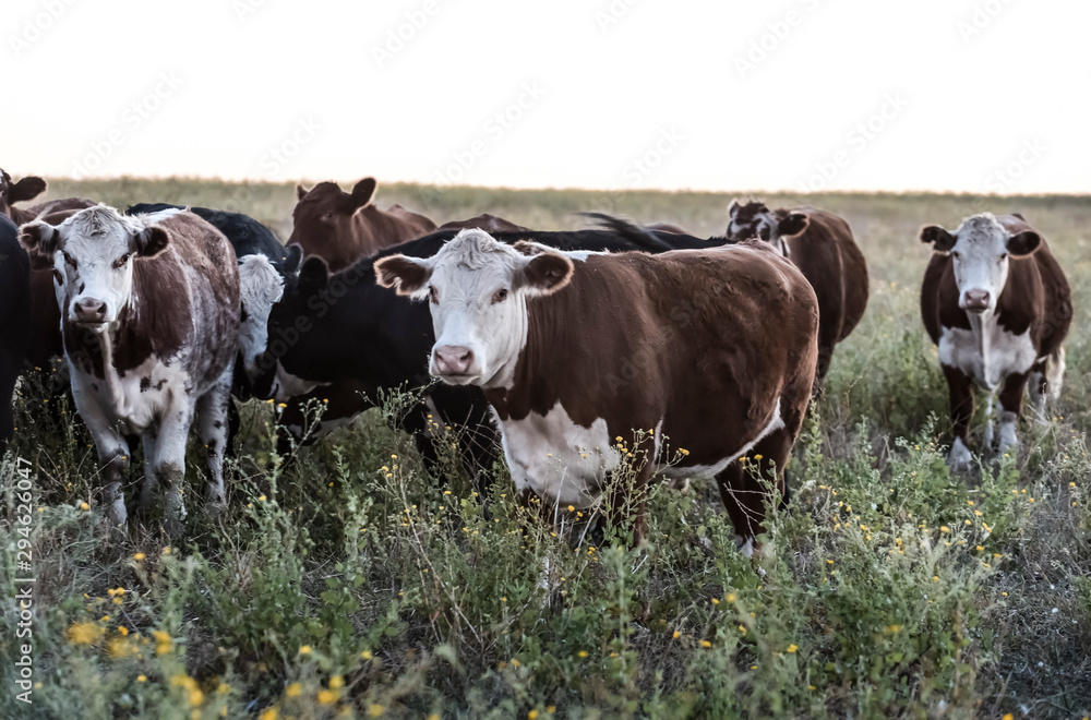 Argentine meat production,cows fed on natural grass. Argentine meat production,cows fed on natural grass.