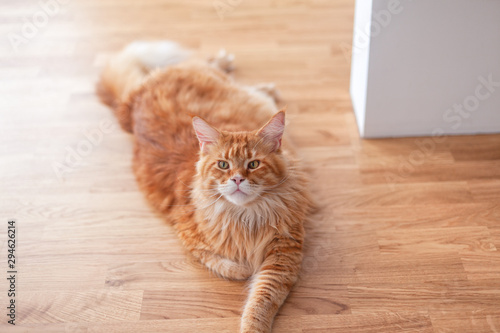Portrait of a red maine coon cat