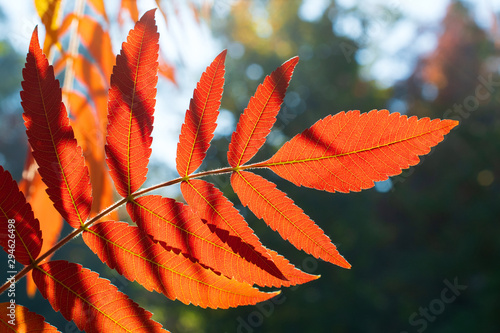 The branch of amazing red autumn insolated sumac  leaves closeup