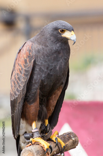 Beautiful black hawk on a perch on display at a medieval reenactment festival