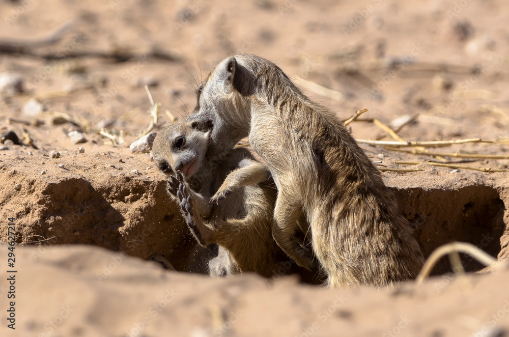 Obraz premium Suricate, Suricata suricatta, Parc national Kalahari, Afrique du Sud