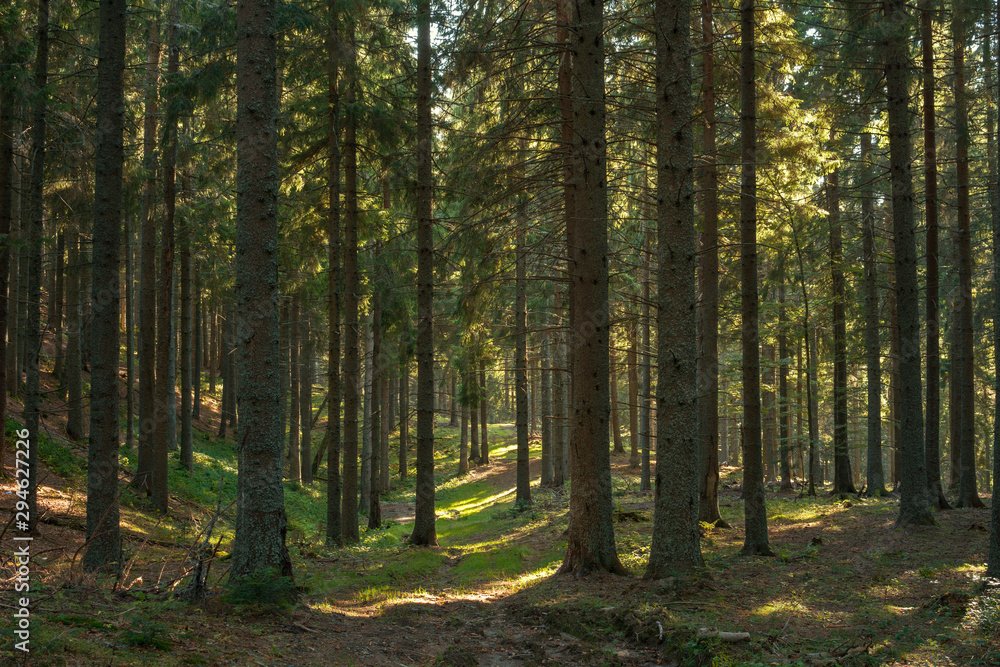 Obraz premium Pine forest in autumn with sunrays on the ground