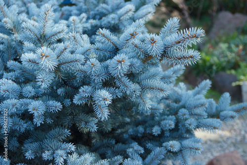 blue spruce for Christmas. The branches of the blue spruce close-up. New Year tree. Christmas tree photo