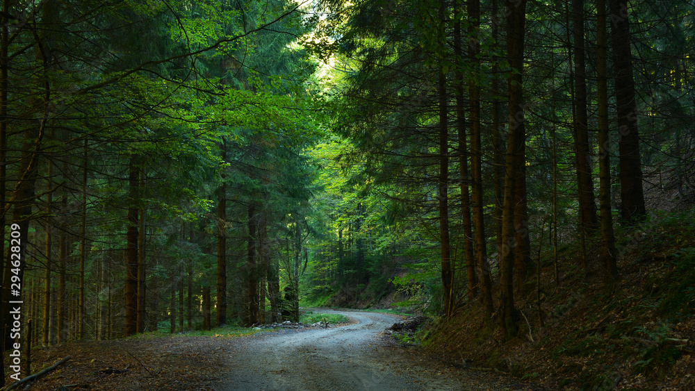 Road in fir forest in early Autumn