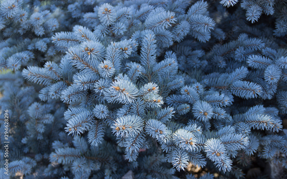 blue spruce for Christmas. The branches of the blue spruce close-up. New Year tree. Christmas tree