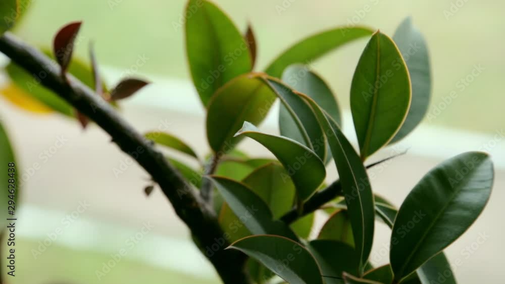 Houseplant with green leaves on the windowsill in the morning sun, close-up. Home cosiness Houseplant with green leaves on the windowsill in the morning sun, close-up. Home cosiness