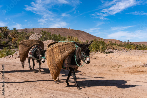 Donkeys with traditional berber bags on the back. Ourzazate  Oasis de Fint  Atlas mountains