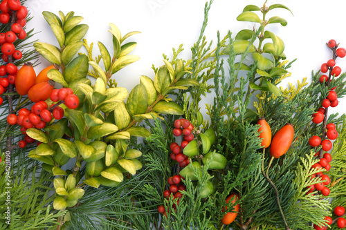 Fototapeta Naklejka Na Ścianę i Meble -  Horizontal flat lay of colorful evergreen leaves and bright berries on white background