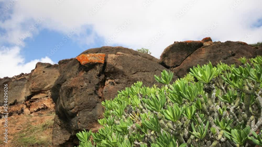 View of rocks through eucalyptus stands on Lanzarote island in Canary Islands. Brown cliffs covered grass around. View of rocks through eucalyptus stands on Lanzarote island in Canary Islands. Brown cliffs covered grass around.