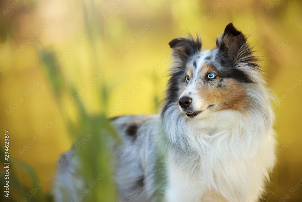 Sheltie Schilf