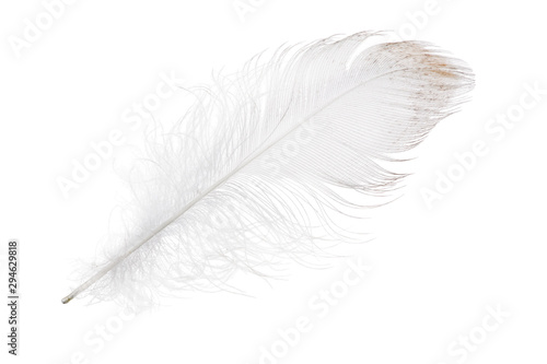 light grey feather with brown edge
