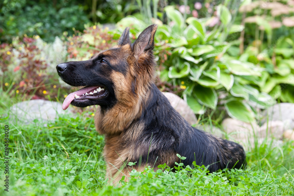 German Shepherd portrait lying on the grass in the garden against the background of a flower bed