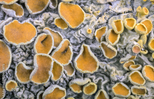 lichen orange colony closeup on grey background