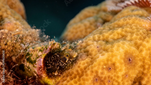 Close up of Secretary Blenny fish in coral reef of the Caribbean Sea around Curacao © NaturePicsFilms