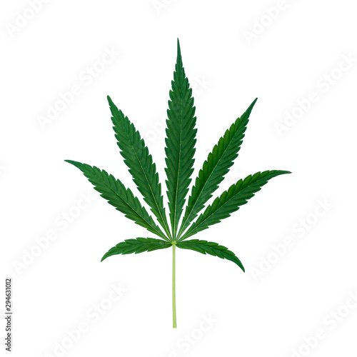 Top view of cannabis marihuana green leaf isolated on white background. Hemp leaf. Alternative treatment.