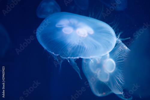 Moon jellyfish with light in aquarium at The institute of marine science, Bang-San, Thailand
