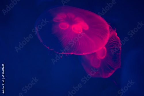 Moon jellyfish with red light in aquarium at The institute of marine science, Bang-San, Thailand photo