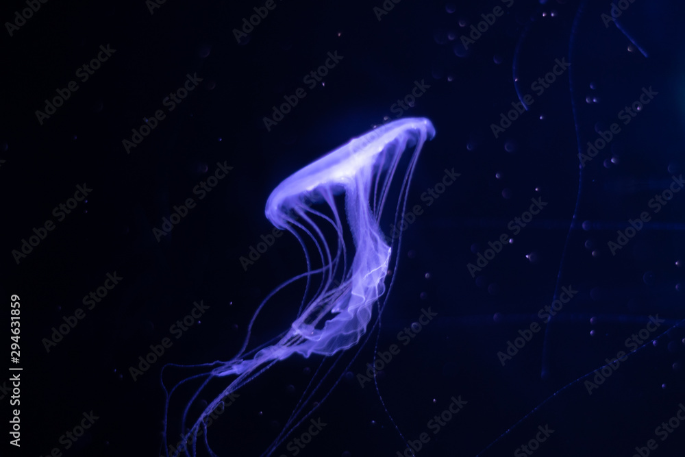 Jellyfish with light in aquarium at The institute of marine science, Bang-San, Thailand Jellyfish with light in aquarium at The institute of marine science, Bang-San, Thailand