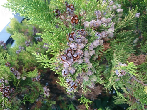 cypress pine clamps in autumn