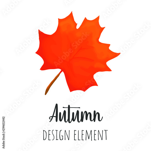 Autumn leaf vector illustration  hand drawn isolated fall colored clip art.