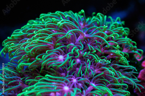 Underwater world. Pachyclavularia sea coral polyps macro. photo