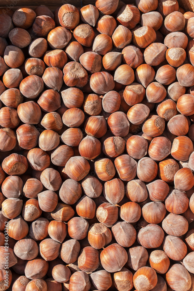 Top view of hazelnut Top view of hazelnut