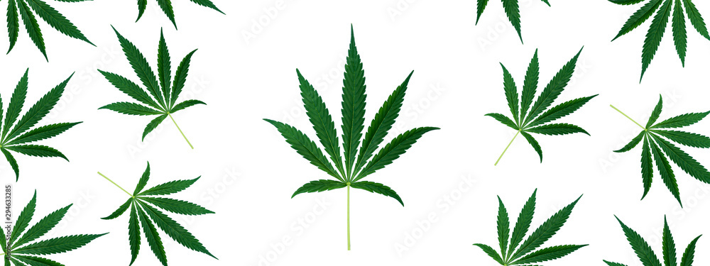 Fototapeta premium Top view of cannabis marihuana green leaves isolated on white background. Hemp leaf. Alternative treatment. Banner.