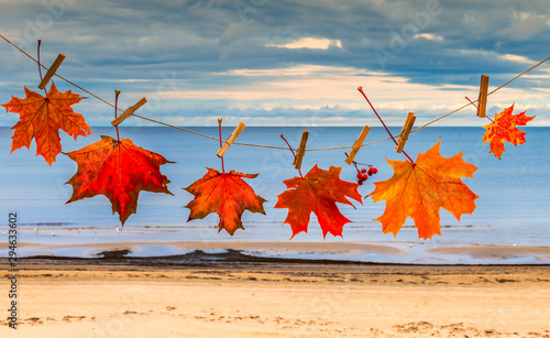 Autumn composition with maple leaves on background of the Baltic Sea, fall co...