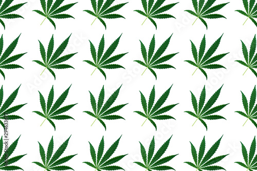 Top view of cannabis marihuana green leaves isolated on white background. Hemp leaf. Alternative treatment.Pattern.