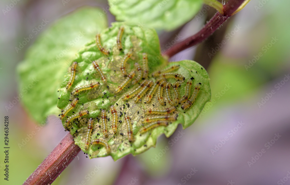 Group of young worms on mints leaf, Close up shot Group of young worms on mints leaf, Close up shot